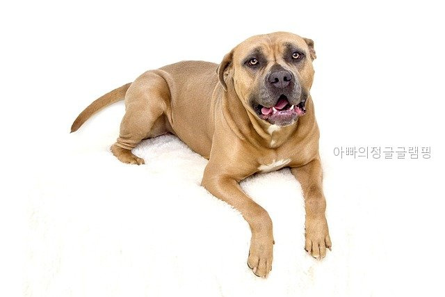 아빠의정글 사진 4