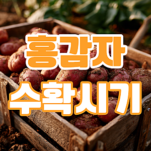 홍감자 수확시기 제철 찌는법 활용 요리 살펴보기