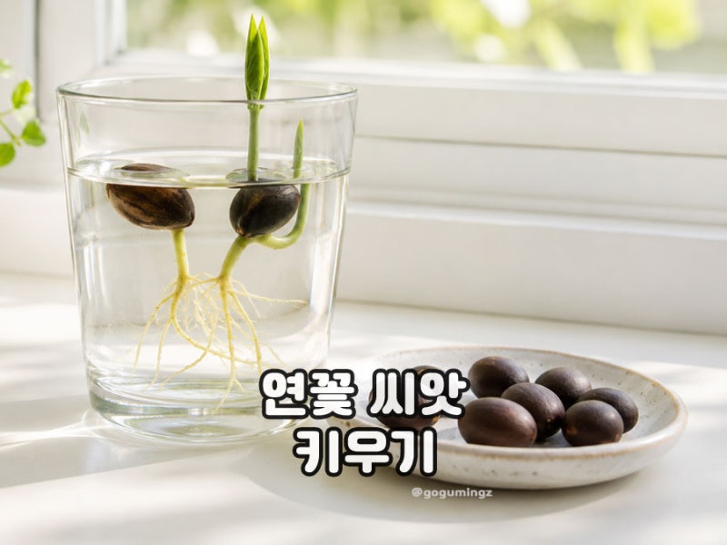 연꽃 키우기, 집에서 연꽃 씨앗 키우는 관리 방법