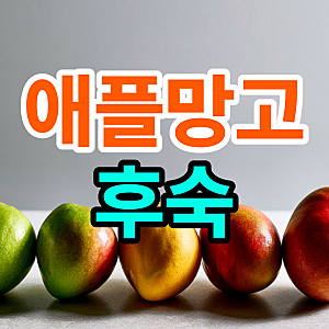애플망고 후숙 방법 색깔 기간 냉장고에서 해도 될까?