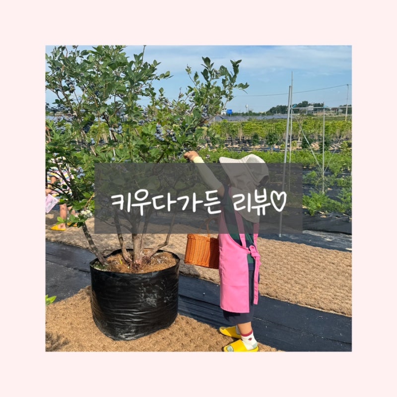[아기랑놀기] 서울근교 블루베리 농장