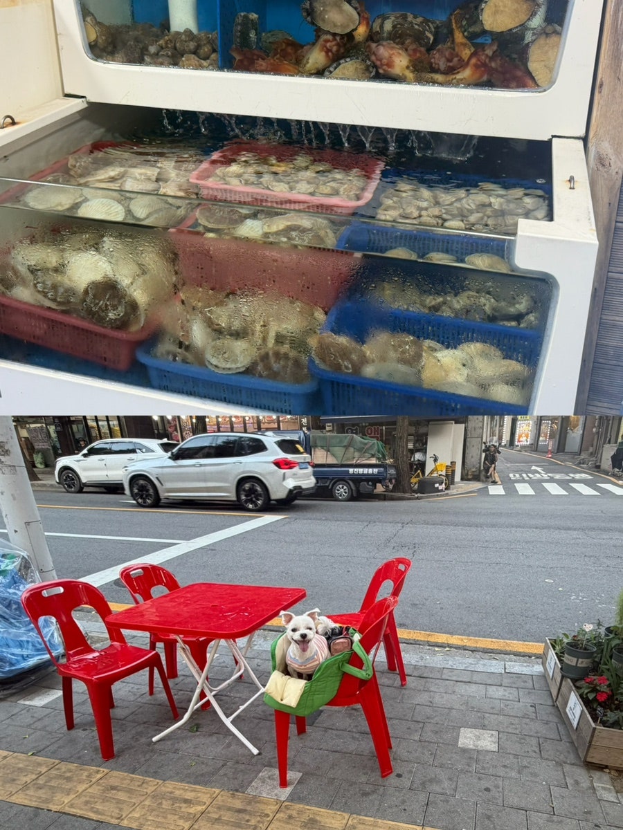 Ogeoripocha photo 2