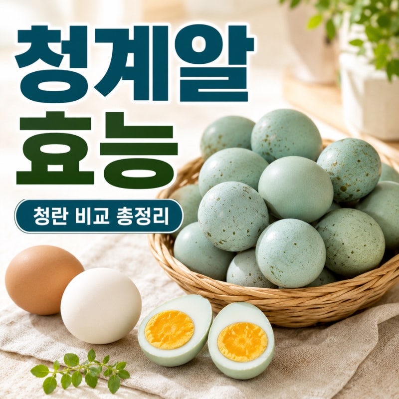 청계알 효능 ! 백봉오골계 품종과 청계란(청란)효능 비교 총정리!