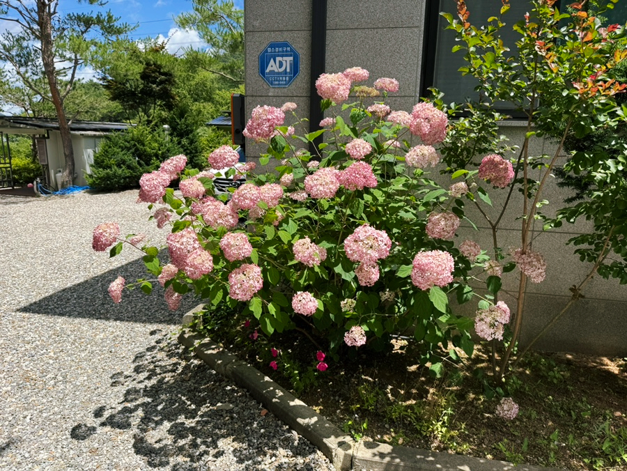 까사스위스펜션 사진 2