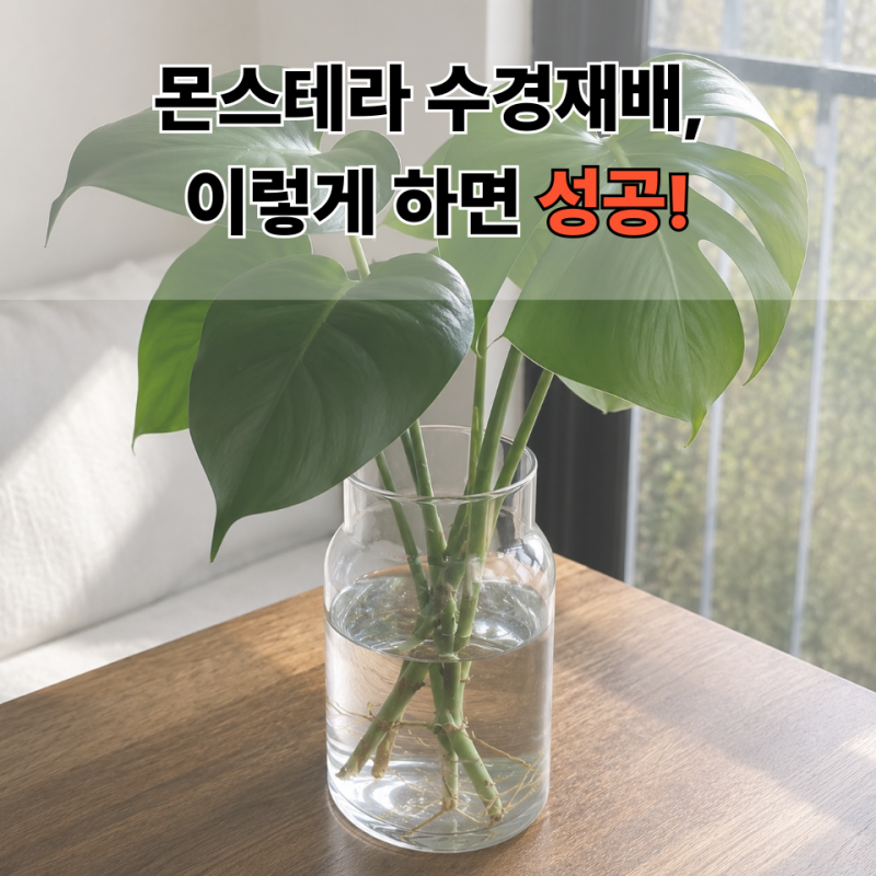 몬스테라 수경재배 방법, 초보도 실패 없이 키우는 관리법 총정리