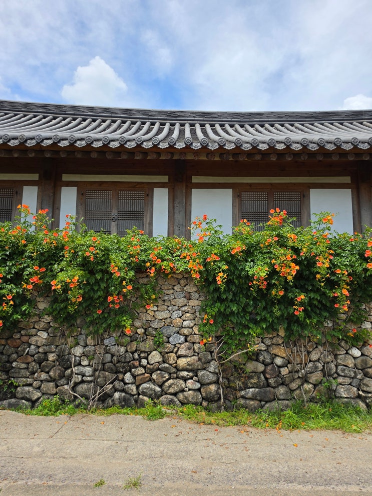 광주근교 가볼만한곳 7월 전남 꽃구경 화순 고사정 능소화