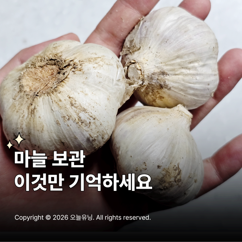 안깐마늘 보관법 통마늘 신선함 오래 유지하는 꿀팁 공개