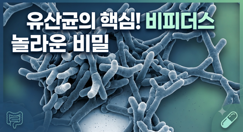 비피더스 유산균 효능 총정리! 장 건강부터 면역력까지, 제대로 알고 선택하는 방법