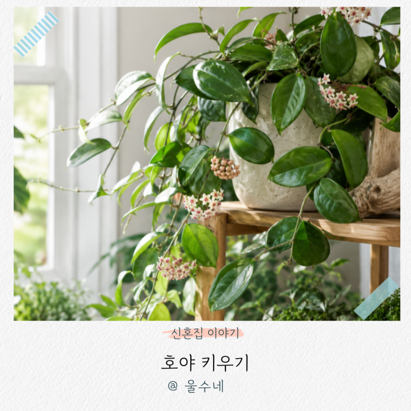 호야 키우기 물주기 수경재배 분갈이 방법과 호야꽃 피우기 팁