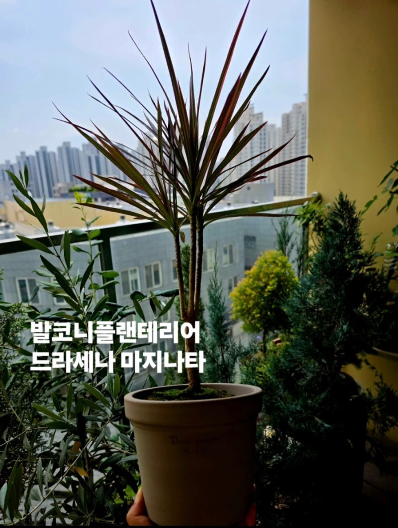 뜯는 재미가 있는 식물이 있다? 드라세나 마지나타 종류 레인보우 키우기 공기정화식물 추천....