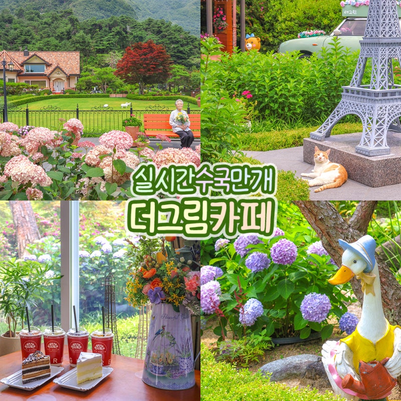 양평 실내 가볼만한곳 수국 수목원 카페 더그림 계곡 데이트 코스