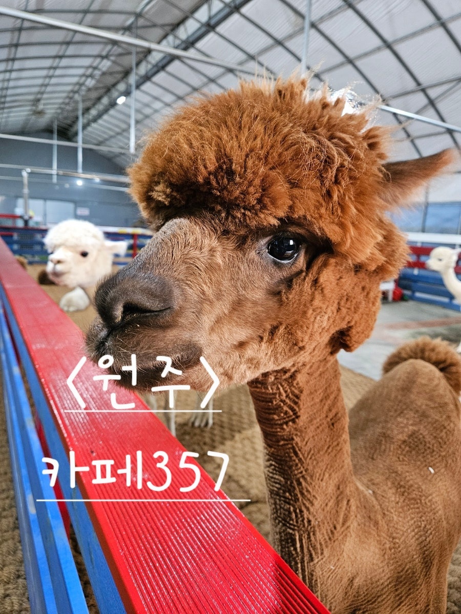 카페357 사진 1
