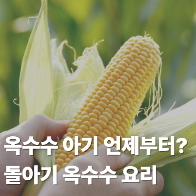 옥수수 아기 언제부터? 돌아기 옥수수 스프, 옥수수전 요리 레시피