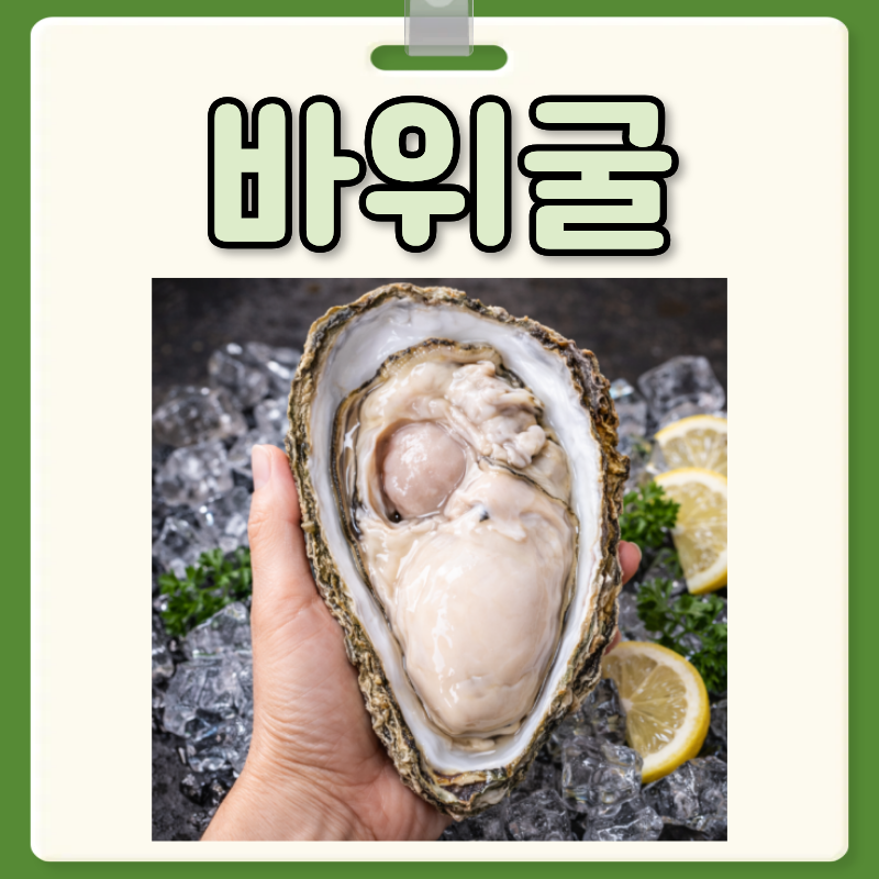 바위굴 효능 부작용 바위굴 제철 손질 가격