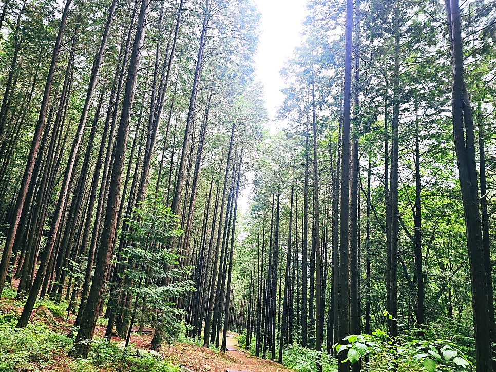 부귀편백숲산림욕장 사진 3