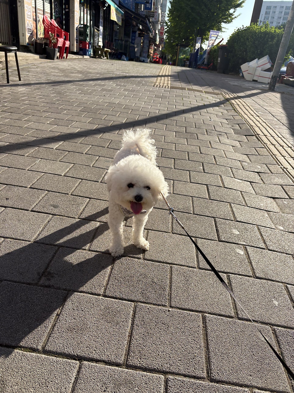 효성동족발 사진 5