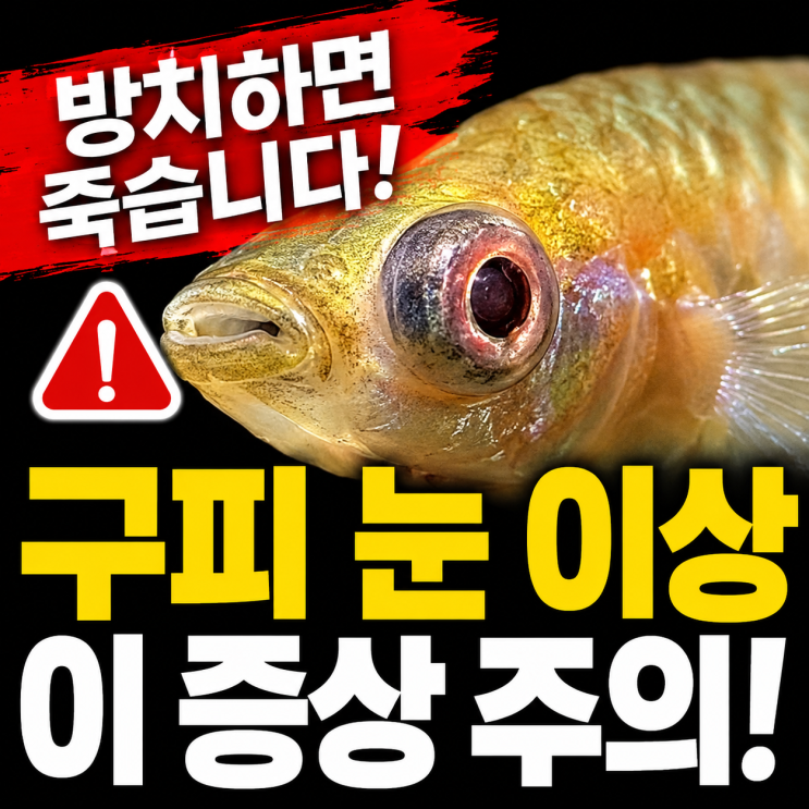구피 <b>눈동자</b> 이상, 원인부터 질병 증상까지 한눈에 정리