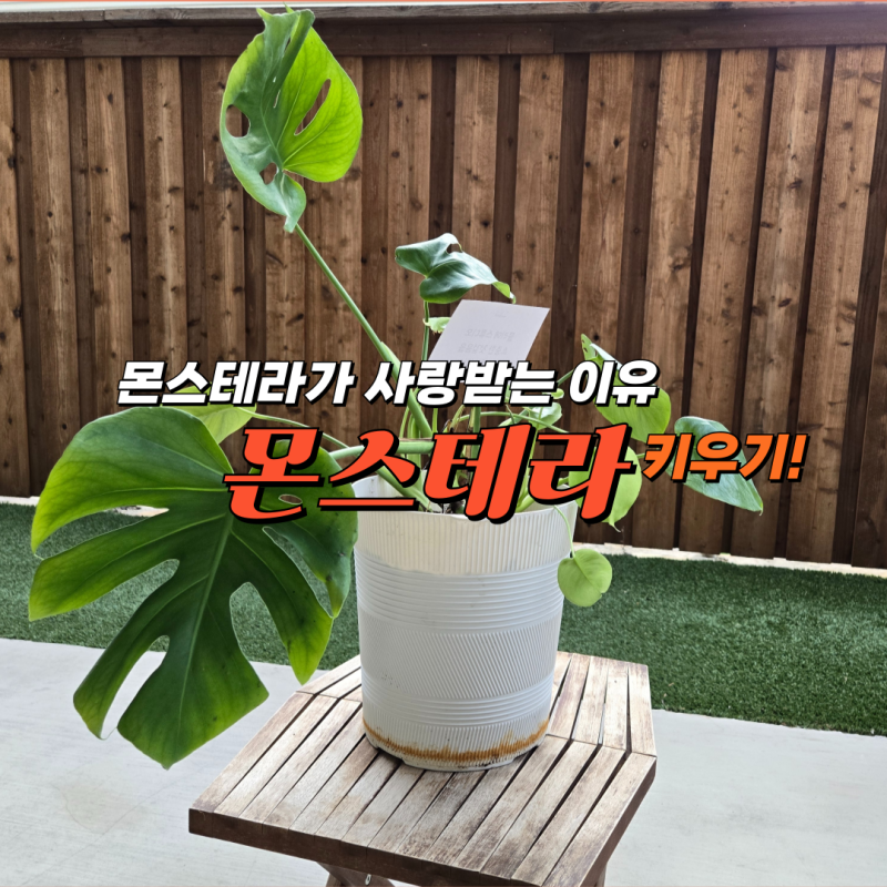 몬스테라 키우기, 몬스테라 알보가 더 비싼 진짜 이유