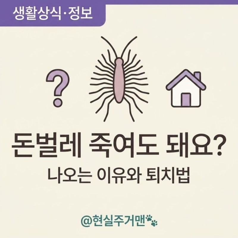 "돈벌레 죽여도 돼요?" 주부들이 가장 많이 묻는 진짜 답