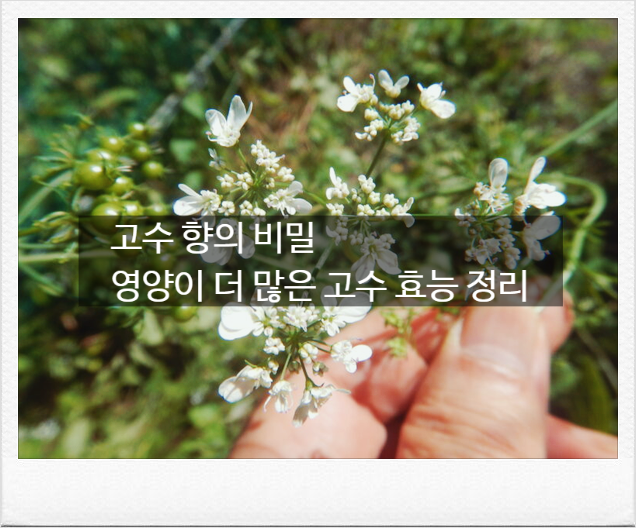 고수에서 비누 맛이 나는 이유, 그러나 매일 먹으면 생기는 변화 고수 효능 4가지