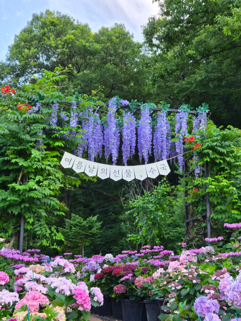 경기도 가볼만한곳 용인 자작나무숲 수국축제, 여름에 산책하기 좋은 꽃길 데이트코스