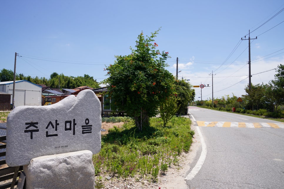능소화 사진 3