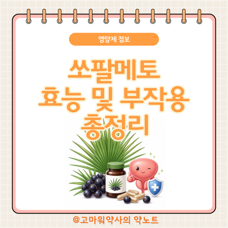 쏘팔메토 효능 약사가 정리, 전립선 건강·야간뇨·복용 주의까지