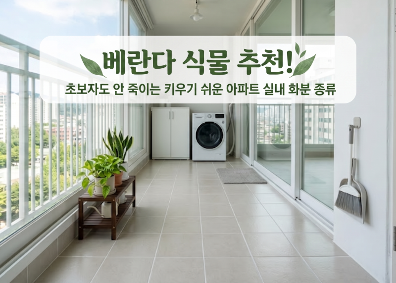 베란다 식물 추천! 초보자도 안 죽이는 키우기 쉬운 아파트 실내 화분 종류