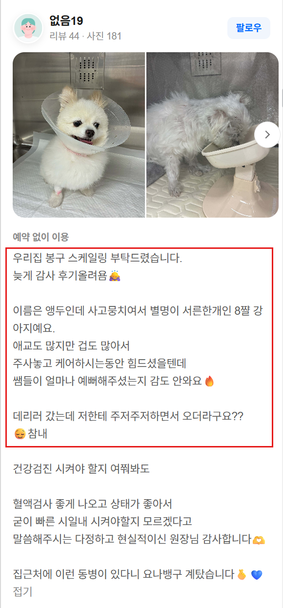 강아지 스케일링 비용, 왜 병원마다 다를까요? (수의사가 알려드리는 가격 기준)