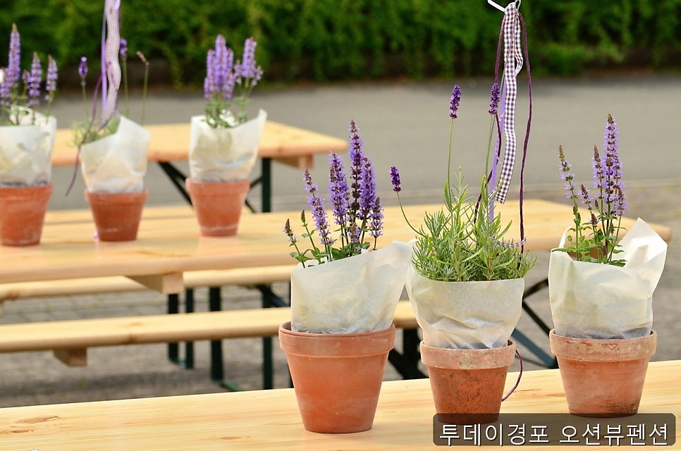 투데이경포오션뷰펜션 사진 1