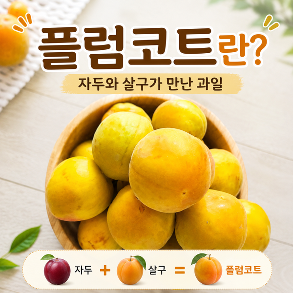 여름과일 플럼코트란? 자두 살구 과일 뜻·종류 정리