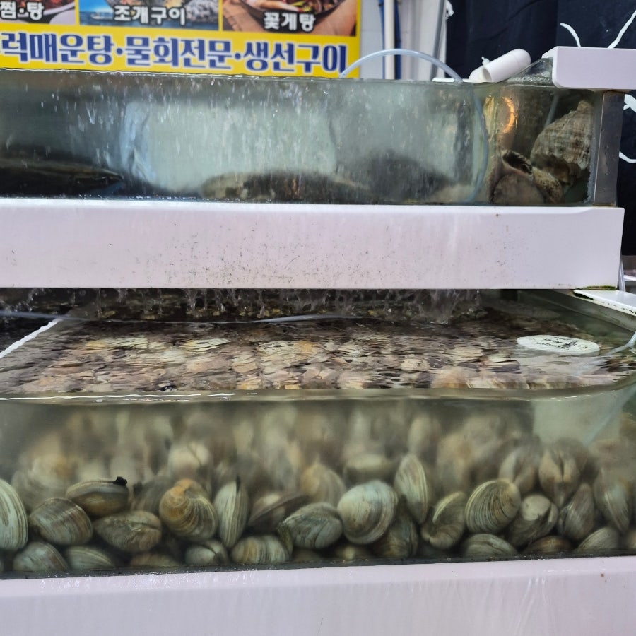 황금물고기 사진 6