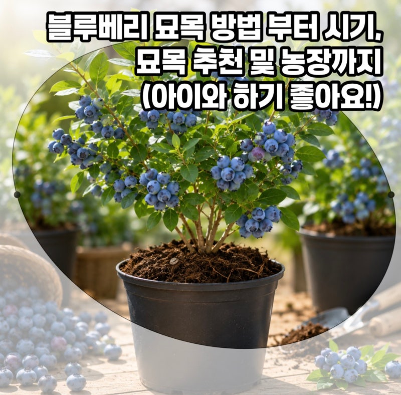 블루베리 묘목 재배! 심는 시기 부터 방법, 묘목 추천과 농장 까지! 아이와 함께하기 좋은 활....