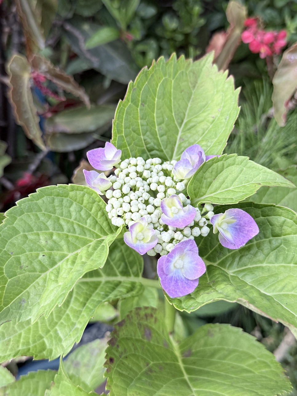 산내들가든 사진 2