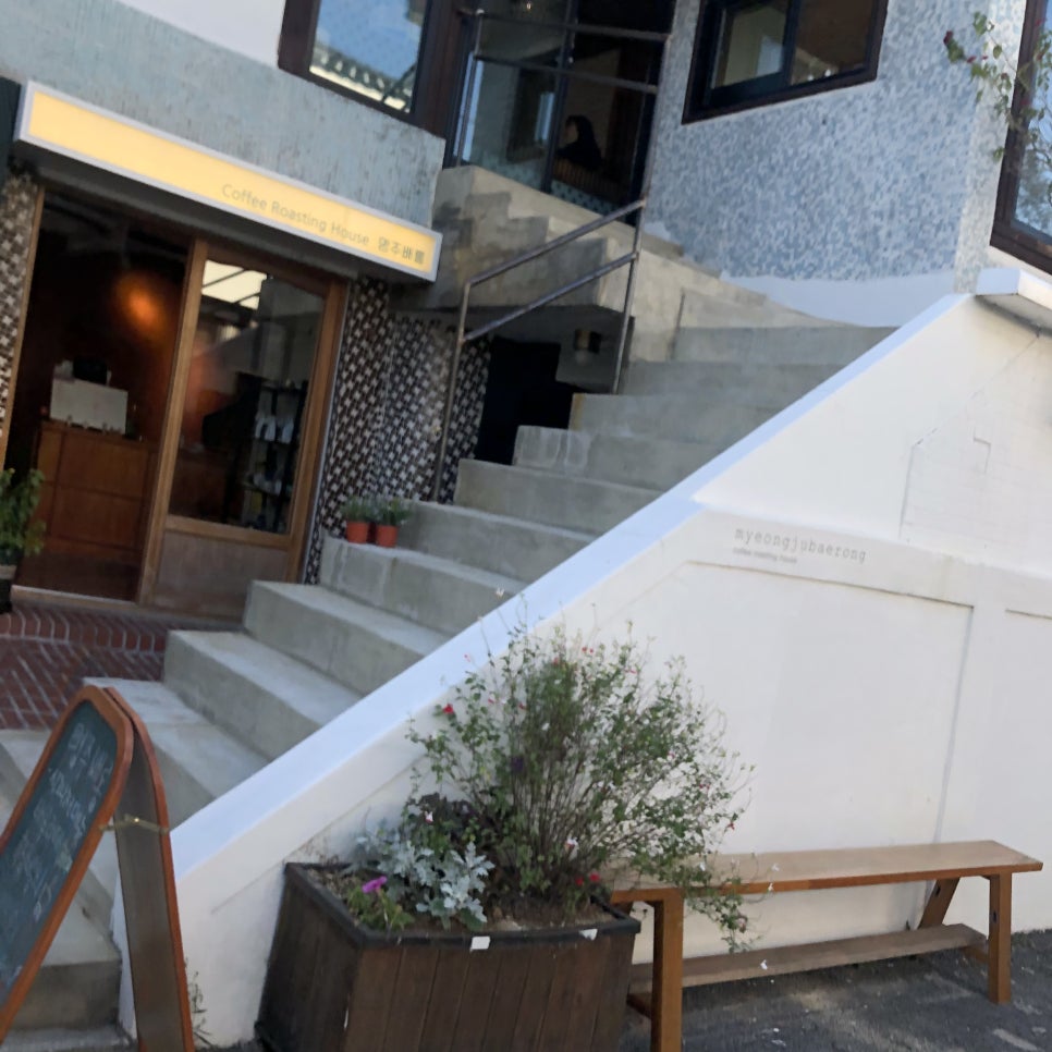 명주배롱 사진 4