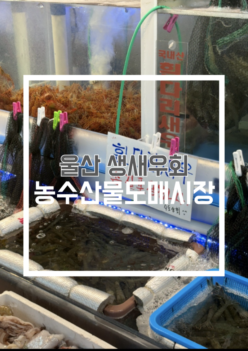 울산 생새우회 파는곳 농수산물도매시장 가격 포장 손질 후기