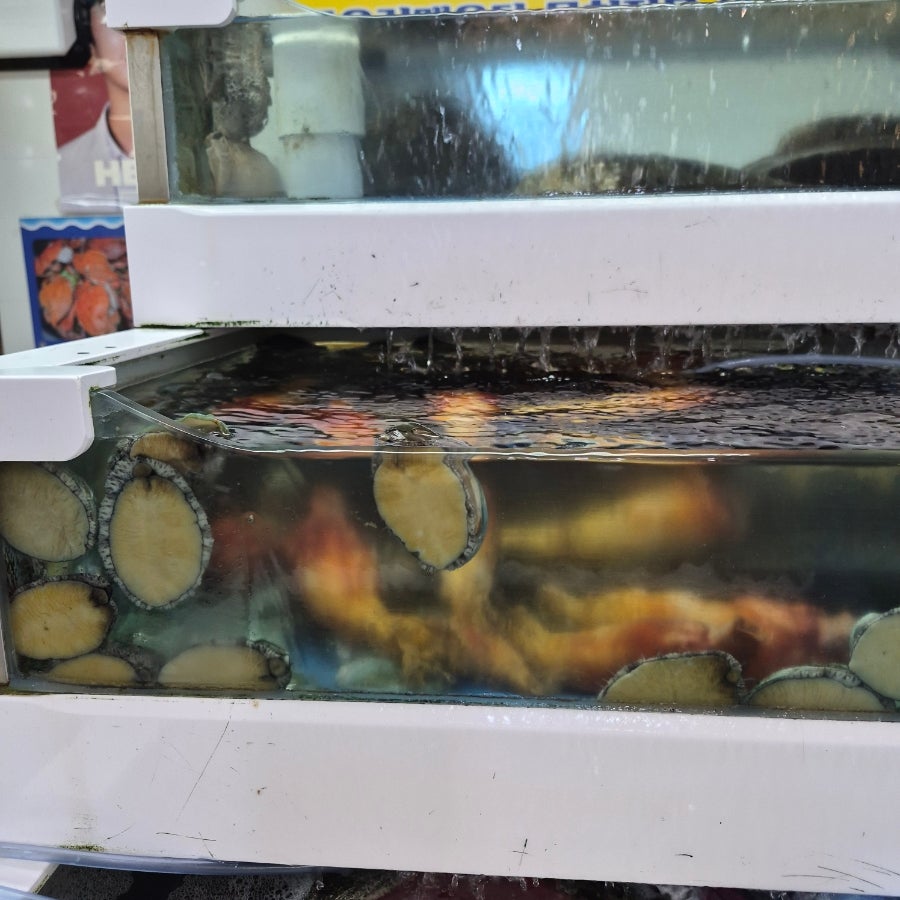 황금물고기 사진 5