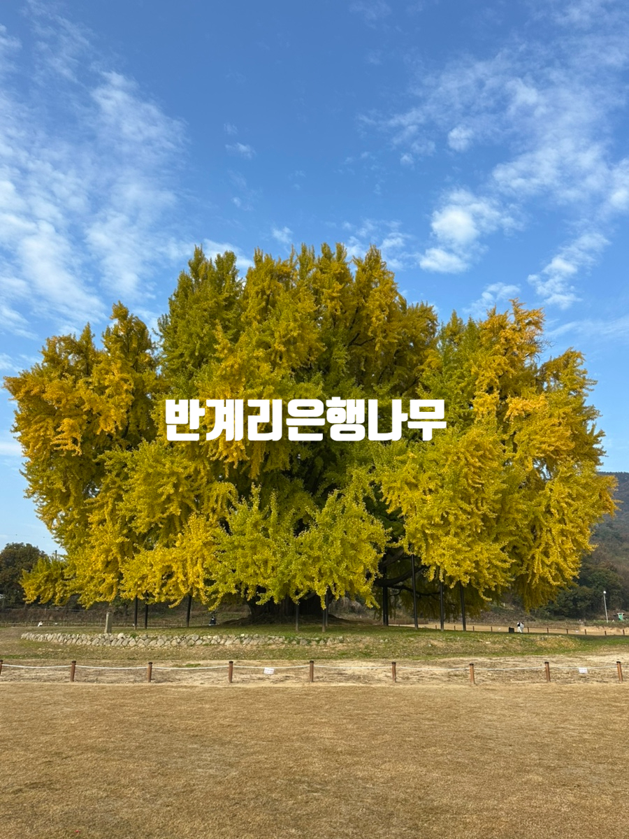 네오피자 이천점 사진 1
