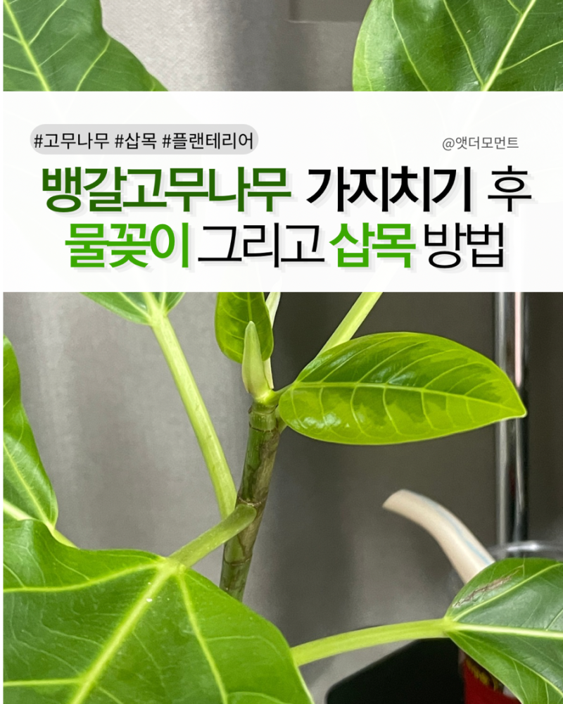 초보 식집사도 성공한 뱅갈고무나무 번식법 / 물꽂이, 삽목 후 관리법