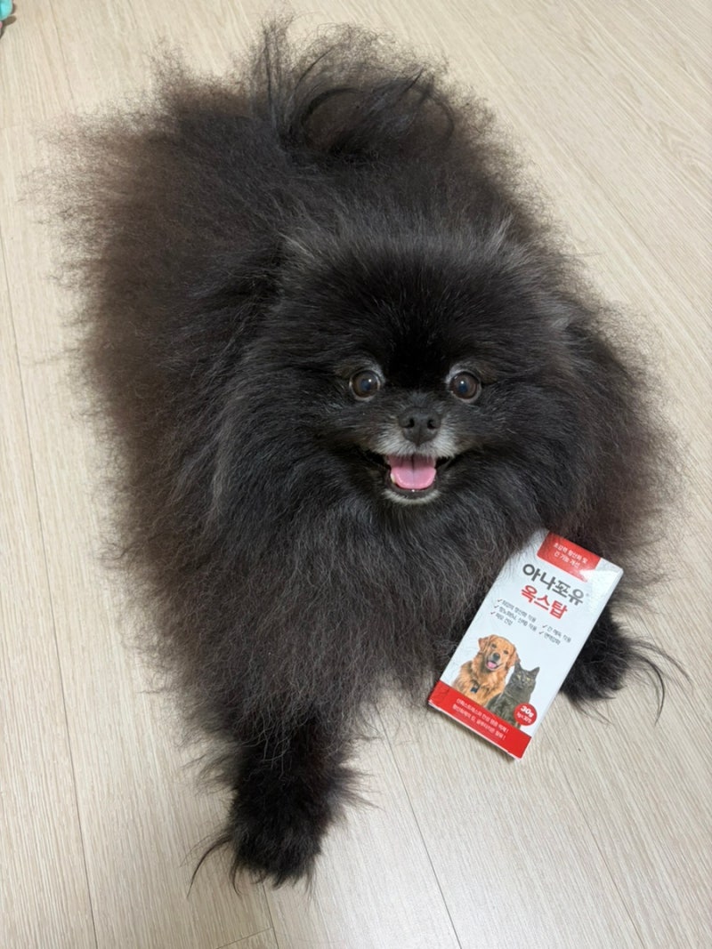 강아지 간 영양제 추천! 강아지 간수치 관리 아나포유 옥스탑 후기