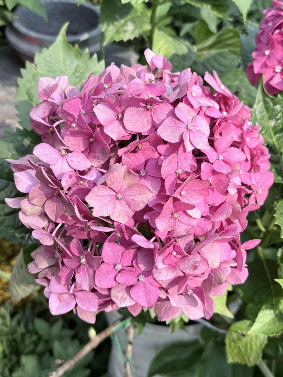 산내들가든 사진 6