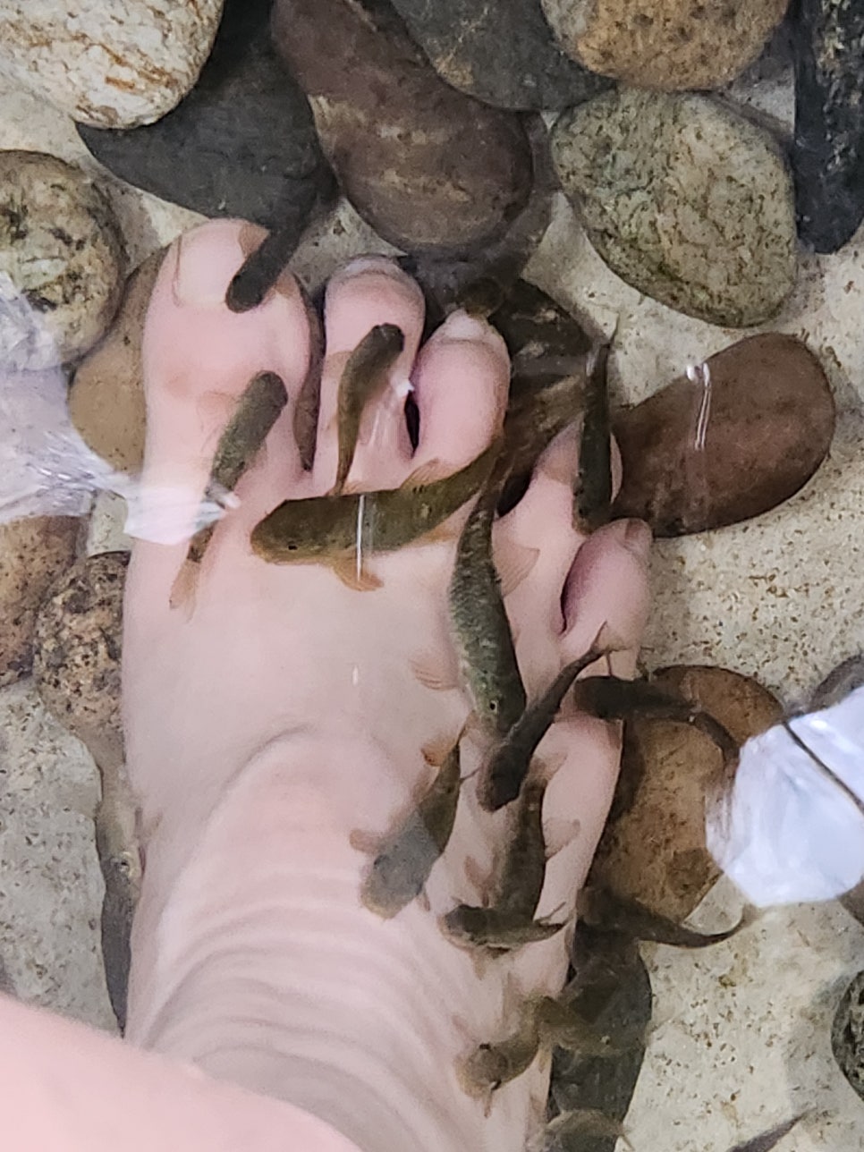 봉평메밀 사진 1