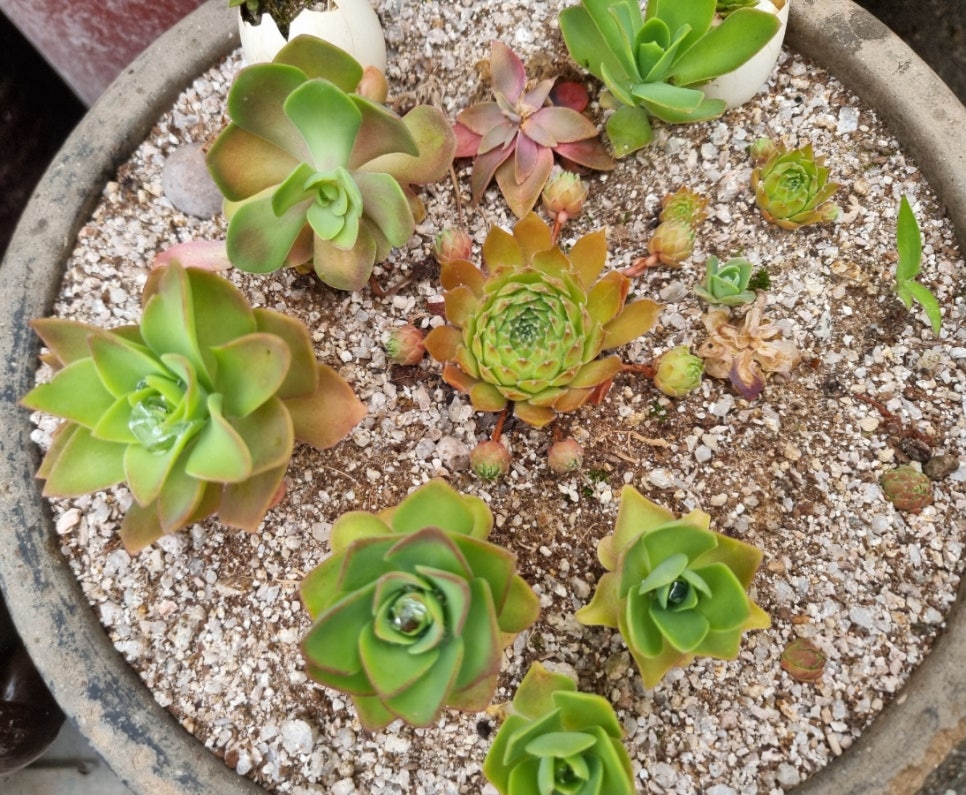 도담골 사진 1