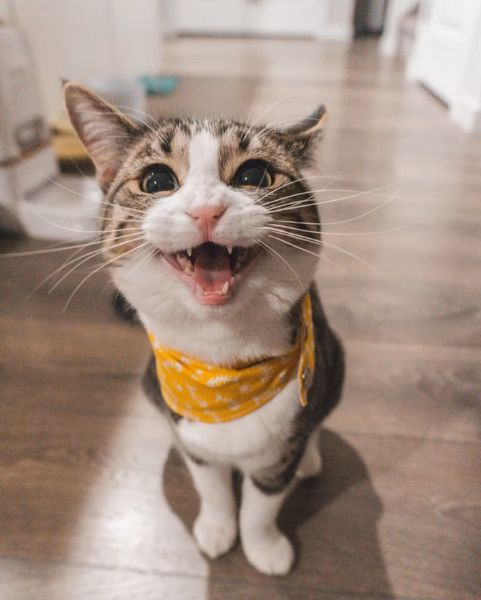 신부전 고양이 식욕촉진제 써도 될까요?