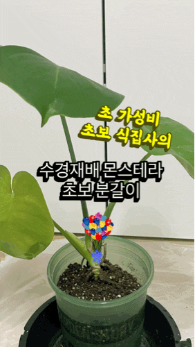 몬스테라 분갈이 수경 키우기, 성장 멈췄을 때 초보식집사 방법 총정리