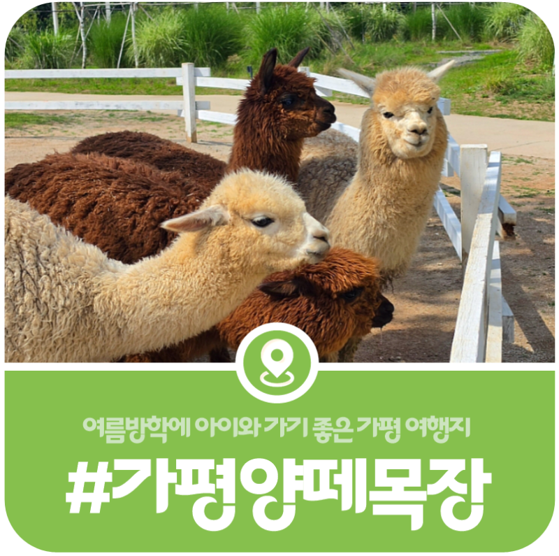 [가평 양떼목장] 여름방학 아이와 갈만한 곳, 동물체험과 튜브썰매가 있는 가평명소(2026)