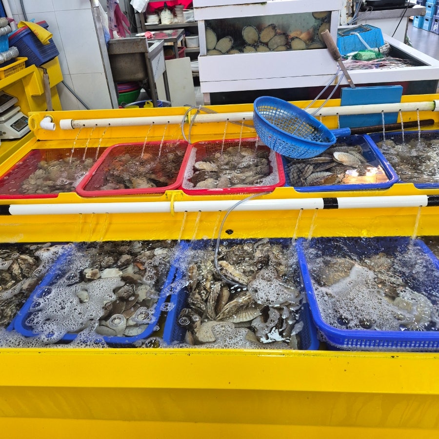 황금물고기 사진 4
