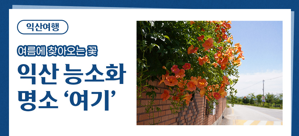 능소화 사진 1