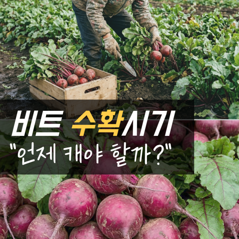 비트 캐는시기 수확 방법 보관법까지