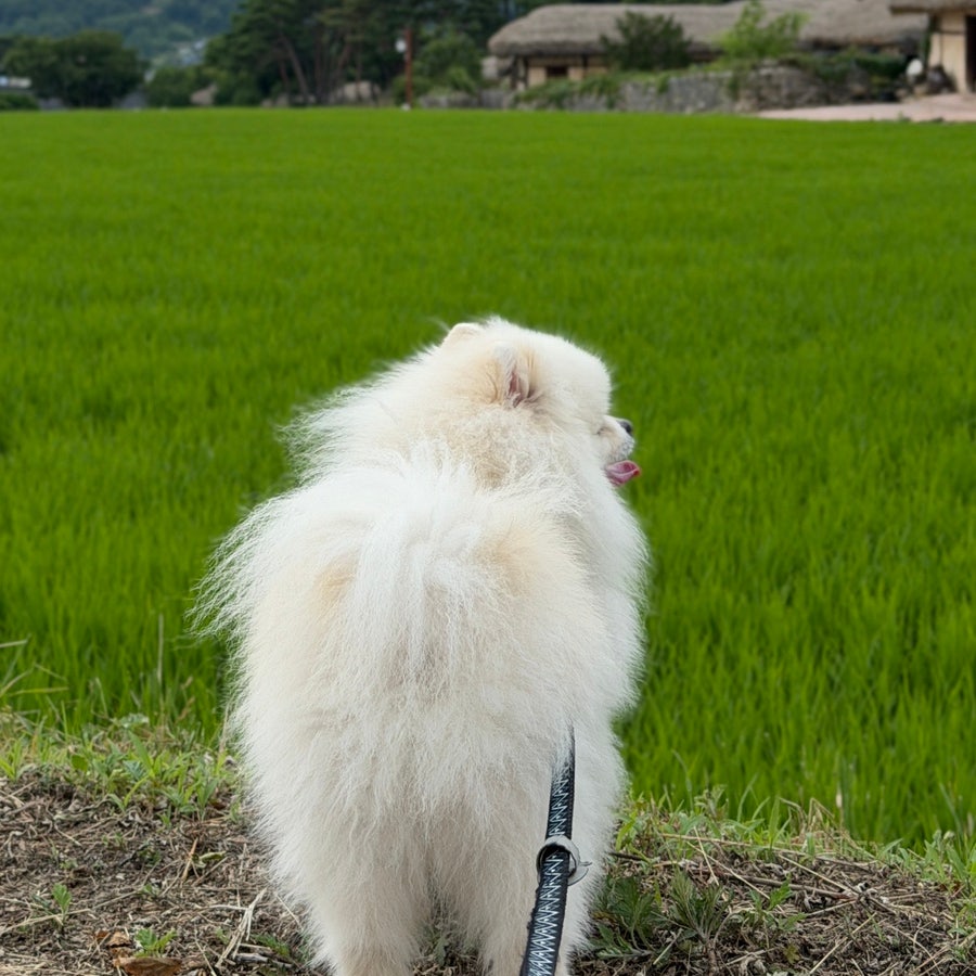 신창댁 사진 5